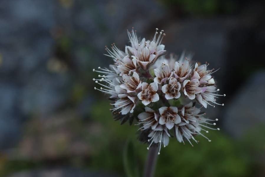 Facelia hastata 5