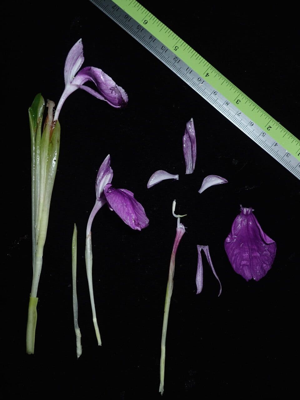 Roscoea 7