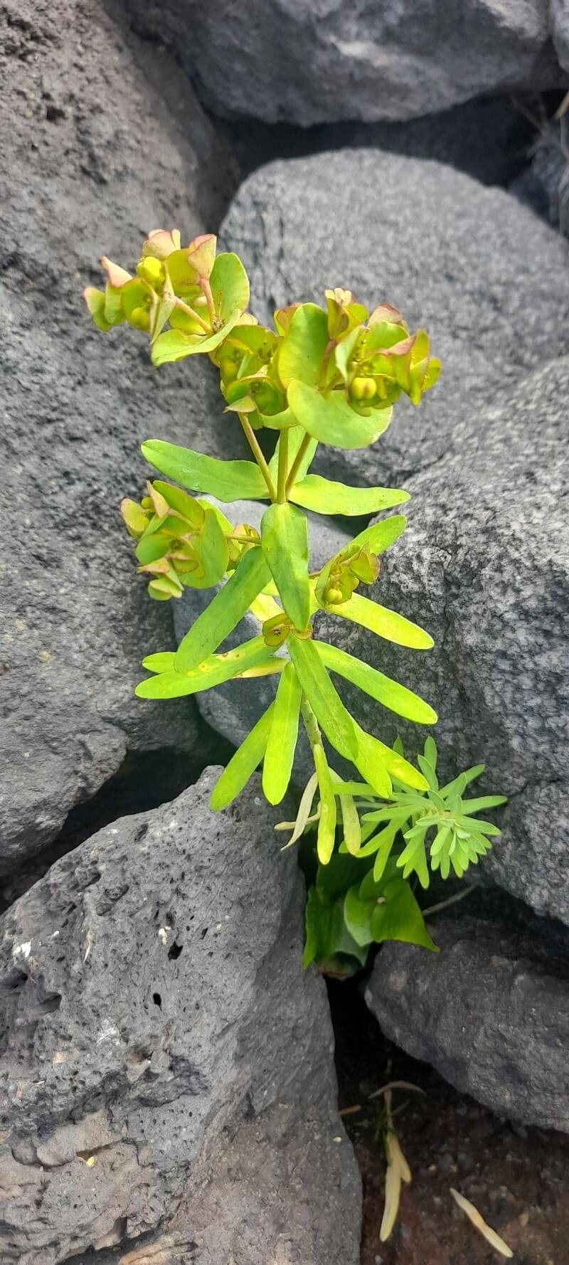 Euphorbe des Açores 2
