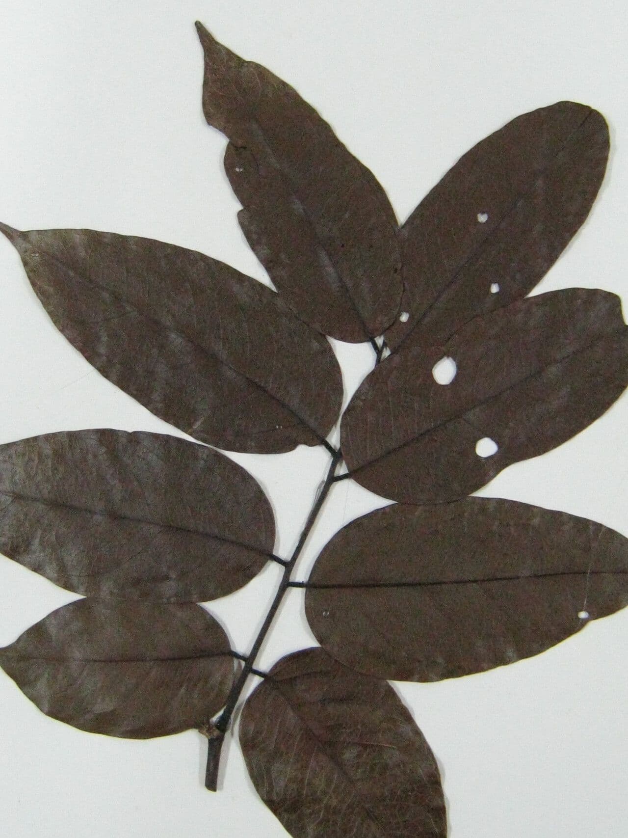 Pterocarpus 30