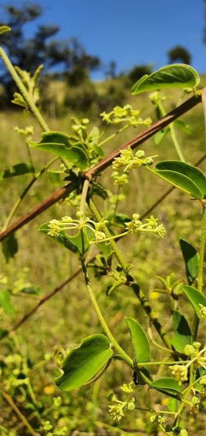 Helinus integrifolius 6