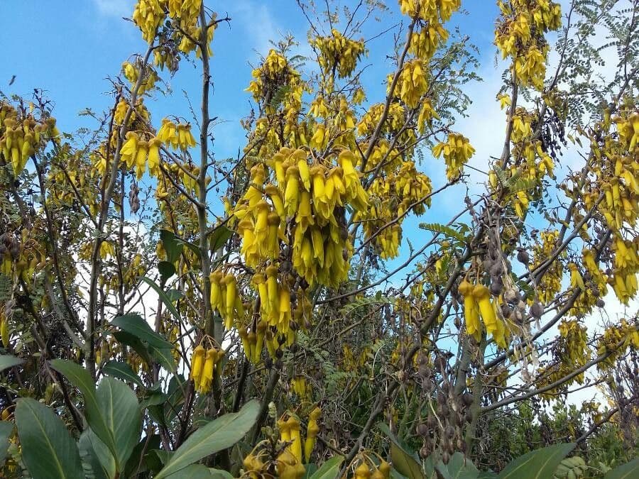 Sophora 8