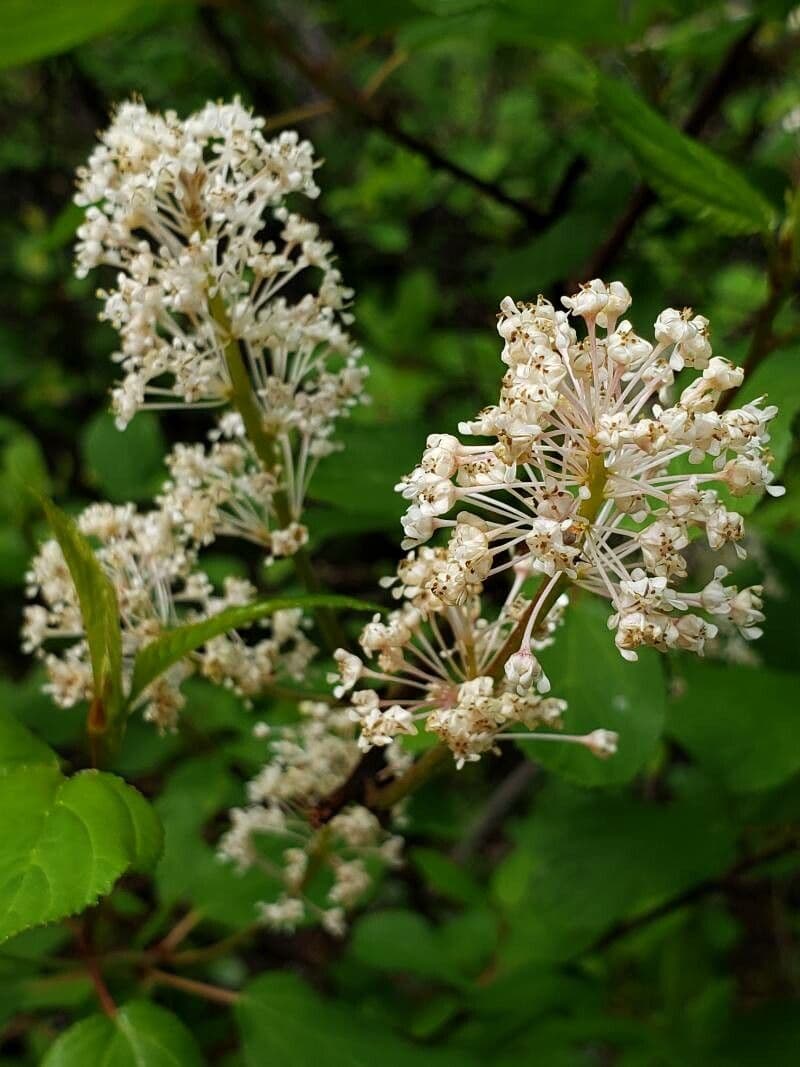 Krvavý ceanothus