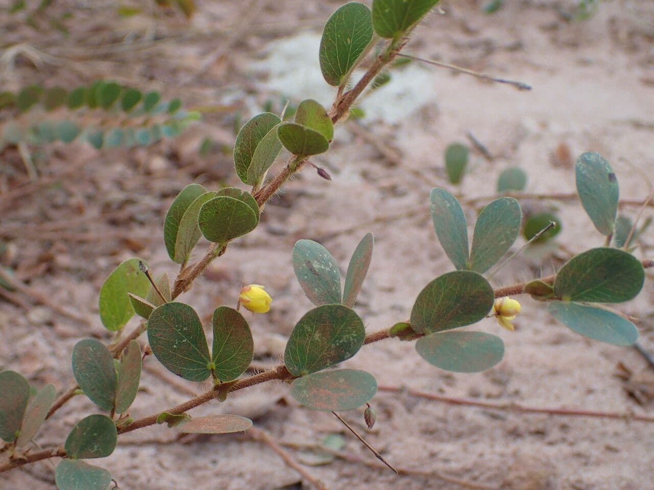 Chamaecrista rotundifolia 8