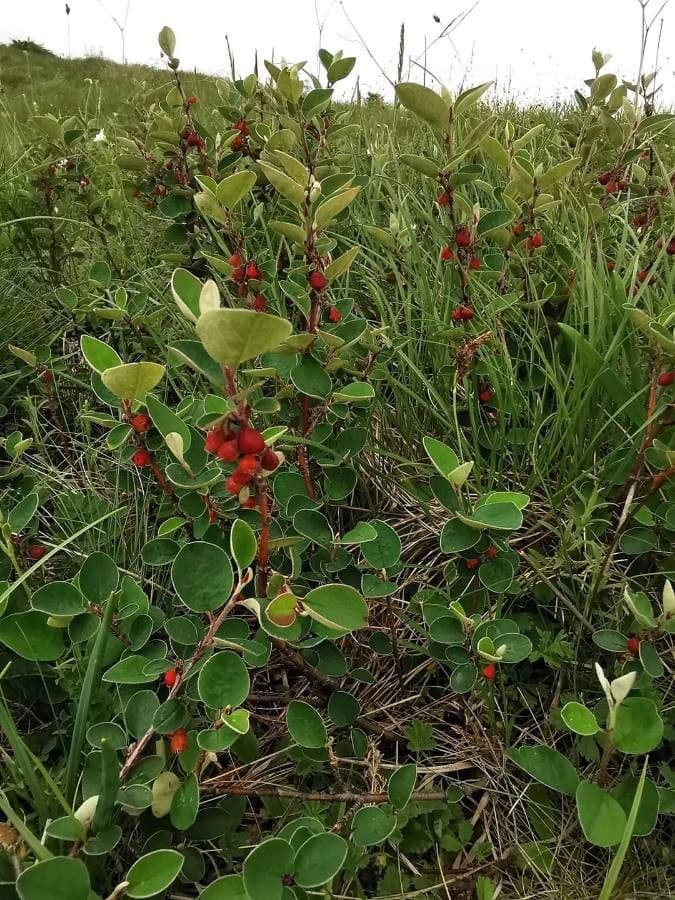 Cotoneaster 5