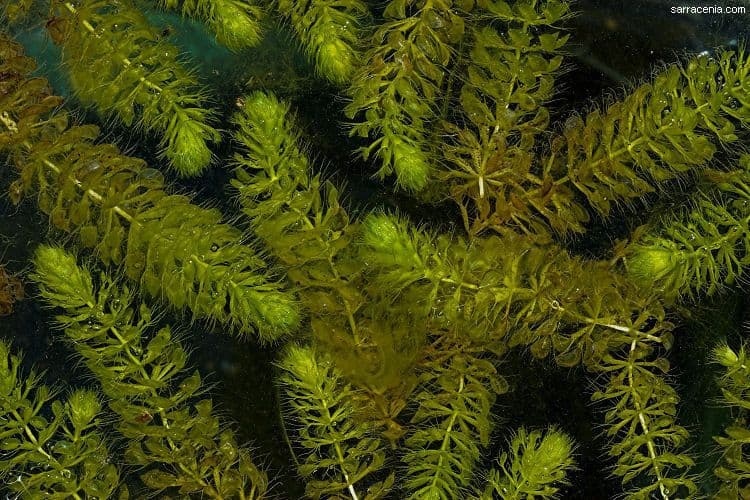 Rzęsa wodna 8