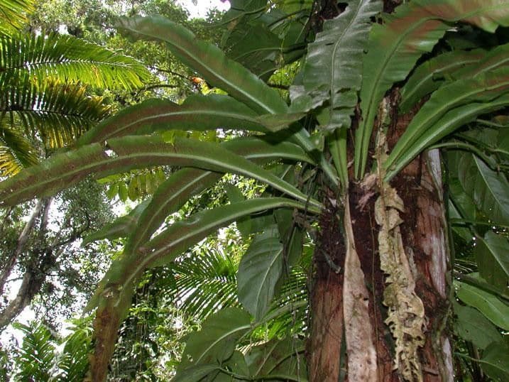 Asplenium serratum 16