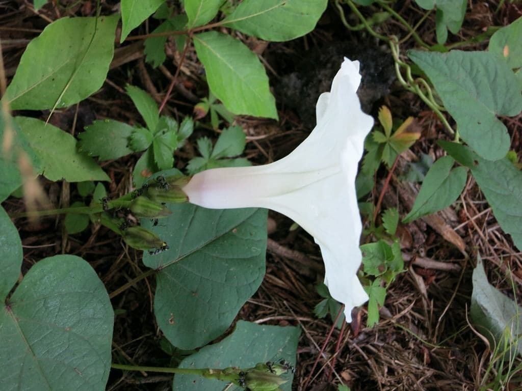 Ipomoea pandurata 10