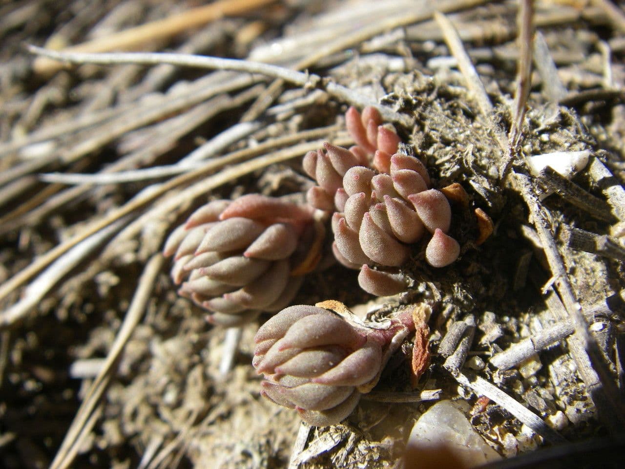 Sedum lanceolatum