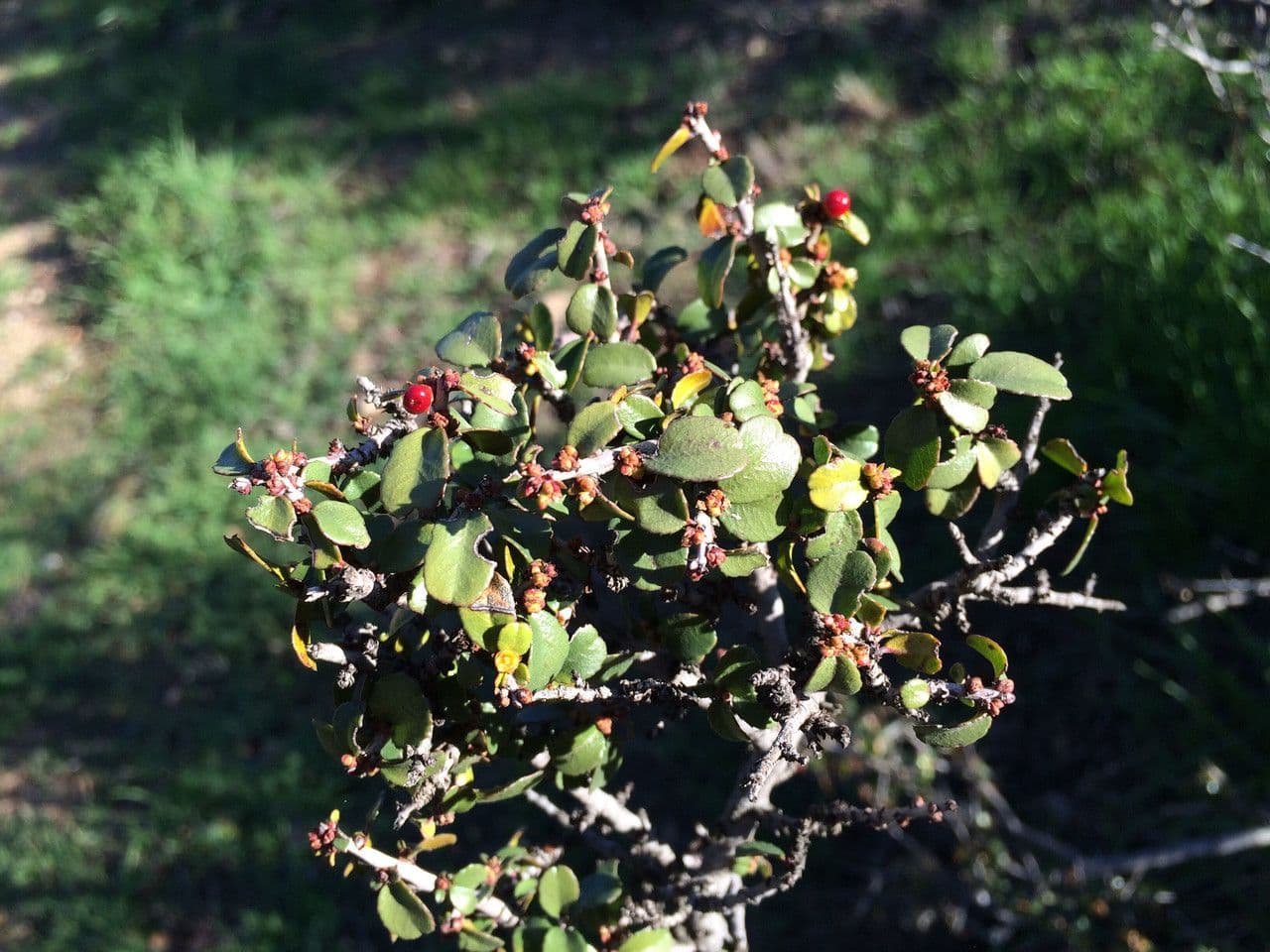 Spiny redberry 5