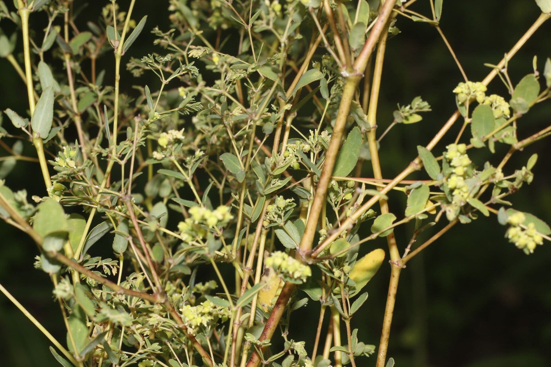 Pryšec yzopolistý 6