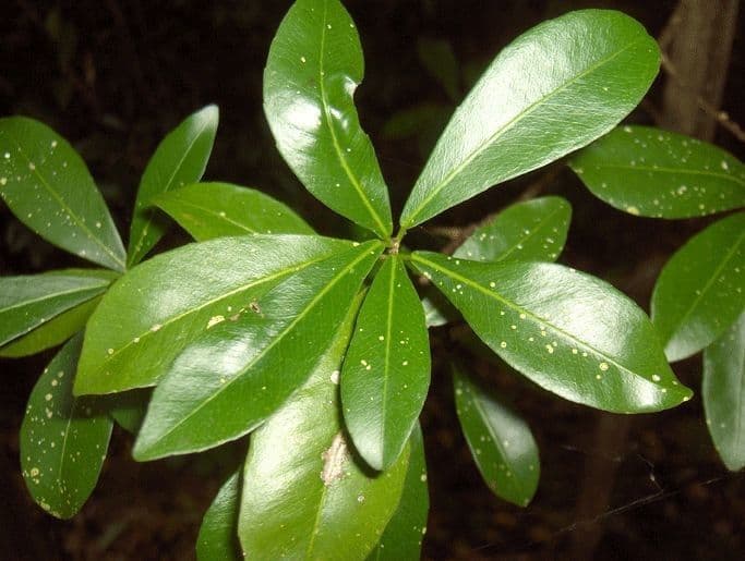 Gymnanthes lucida 6