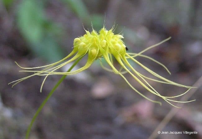 Bulbophyllum 2