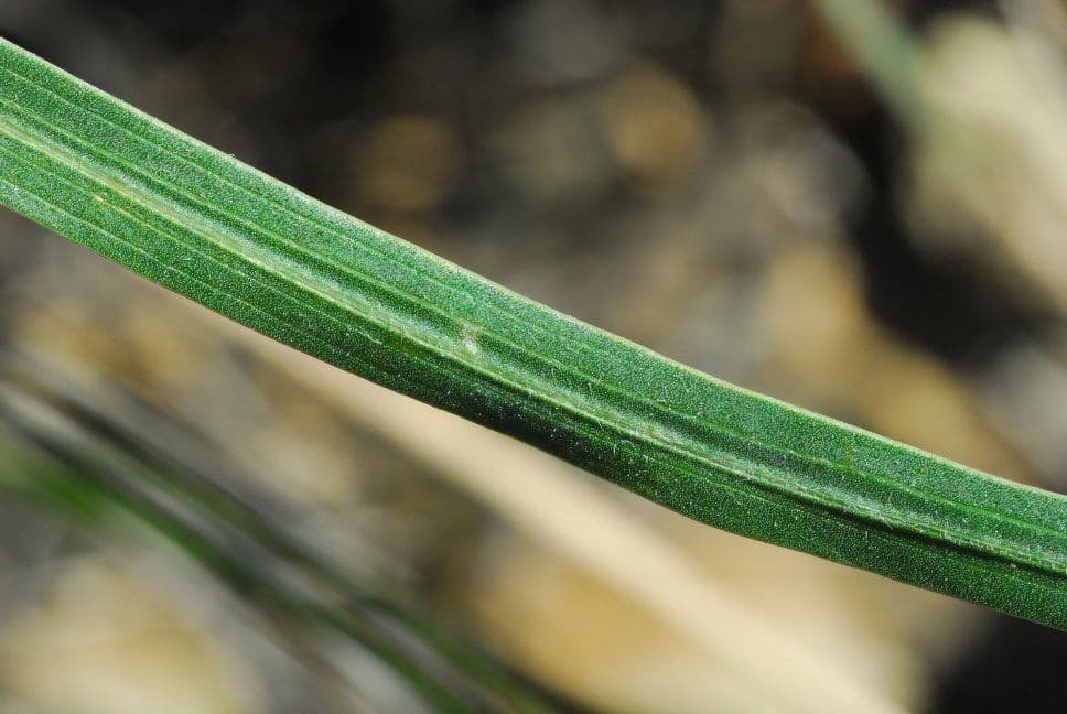 Liatris cilindrica 13
