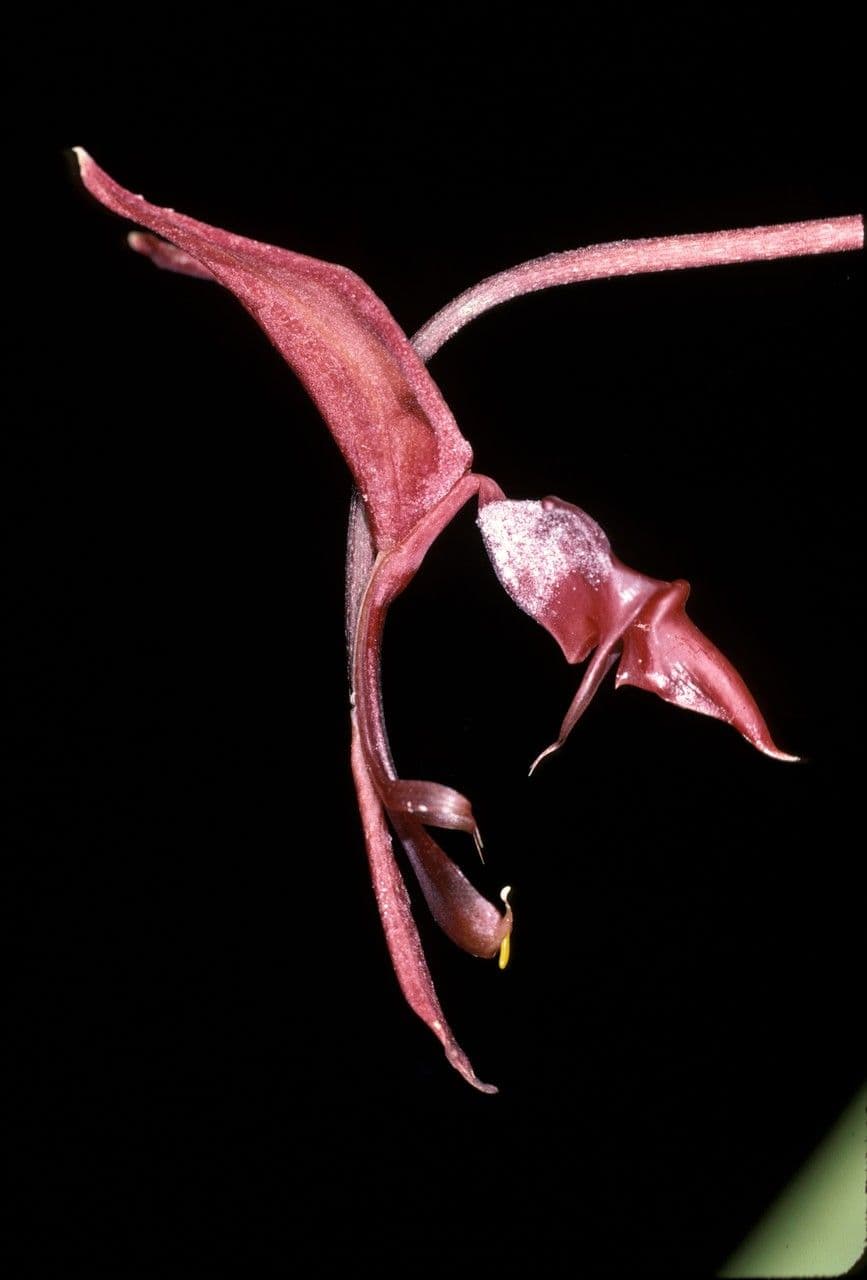 Gongora 2