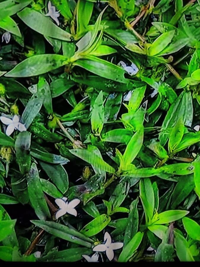 Diodia virginiana 15