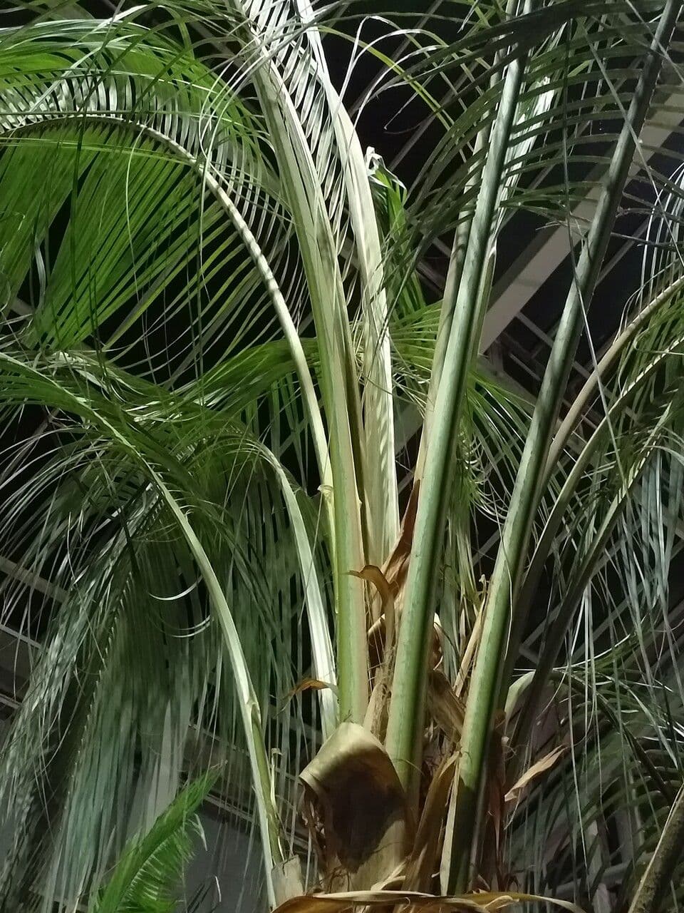 Parajubaea