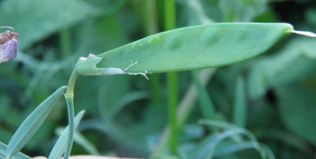 Cicerchia clymenum