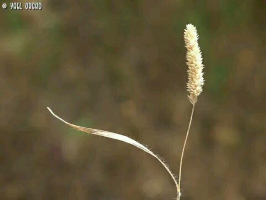 Rostraria