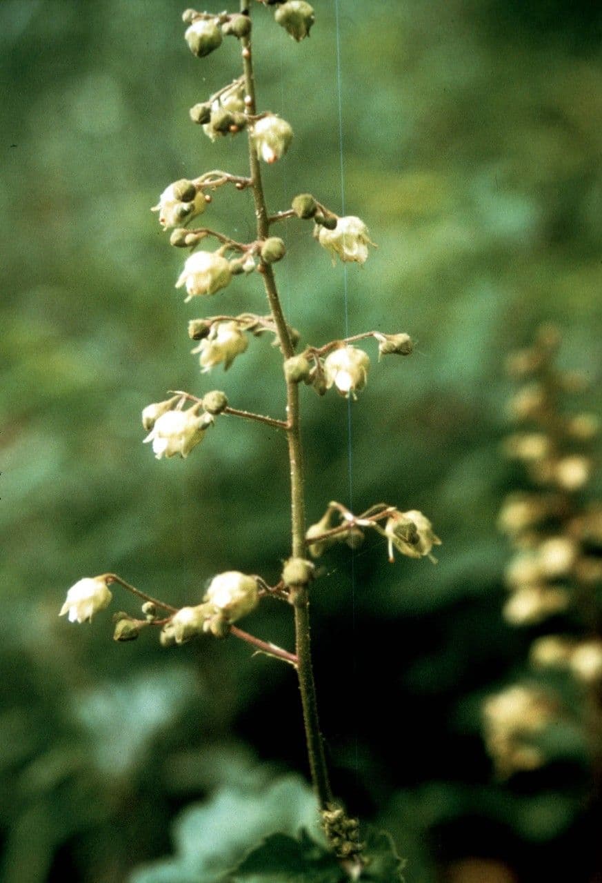 Heuchère pubescente