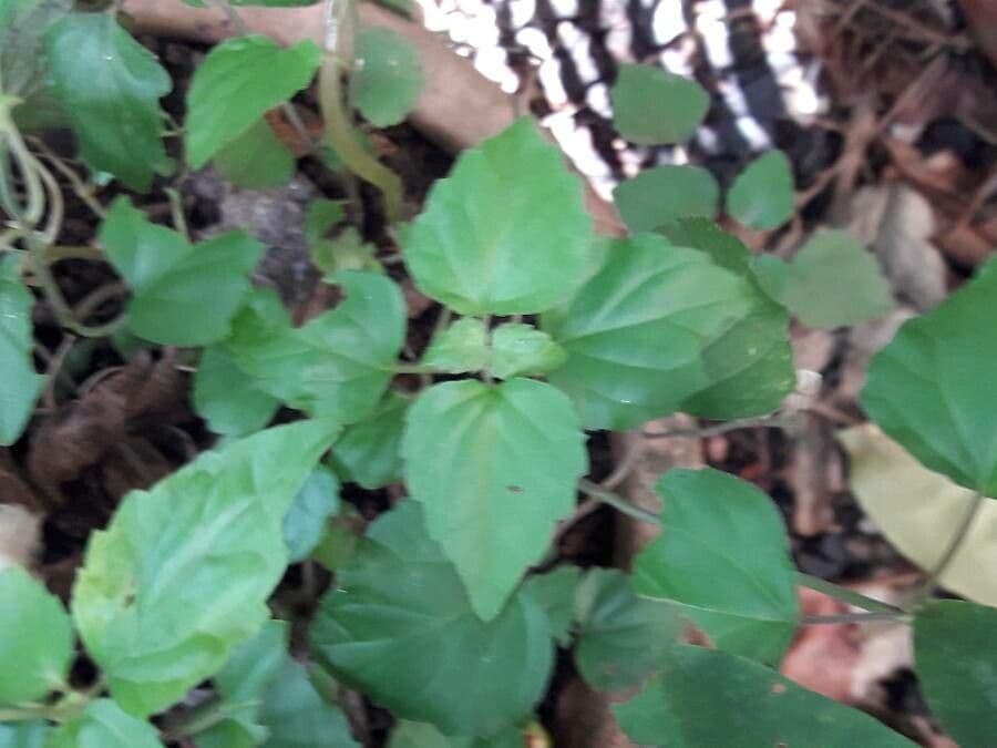 Scutellaria 14