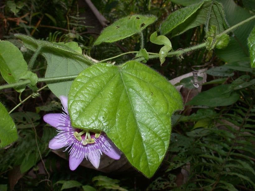 Passiflora 14