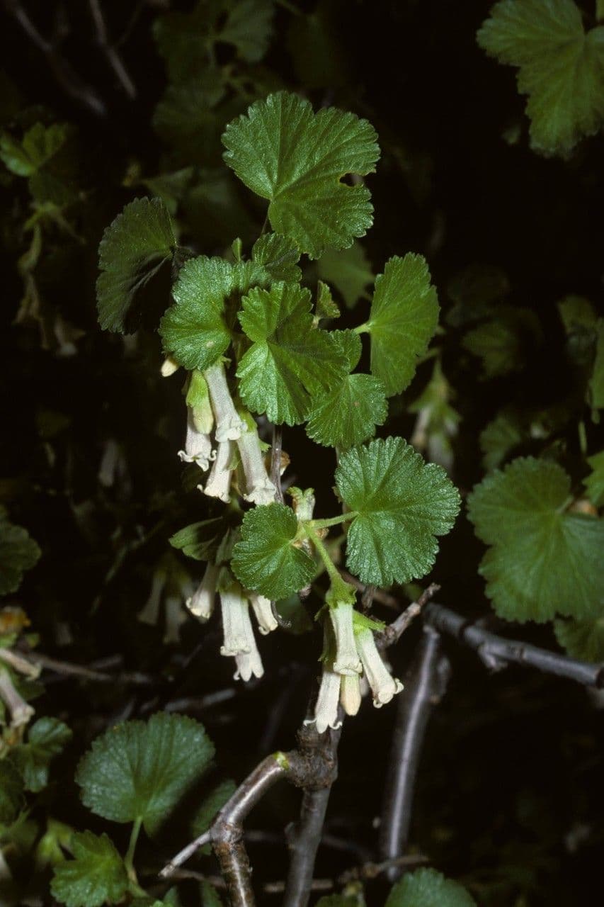Ribes cereo 15