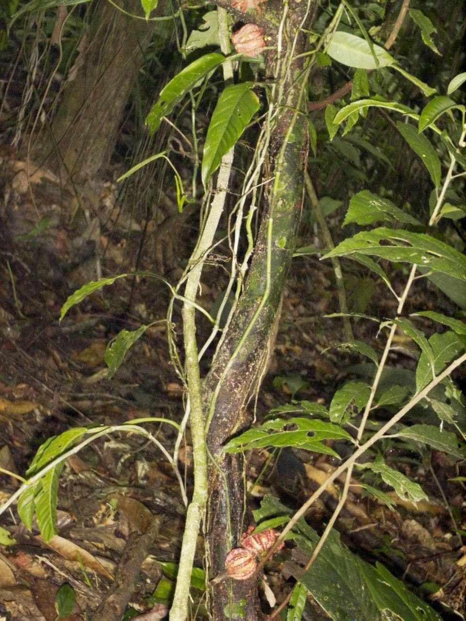Carpotroche 10