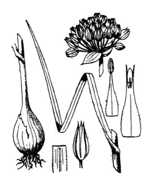 Aglio 25
