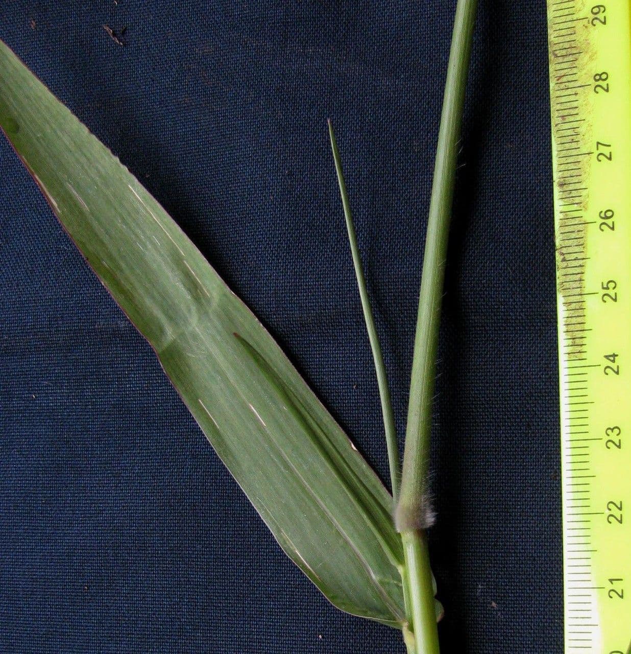 Erba caraibica 8