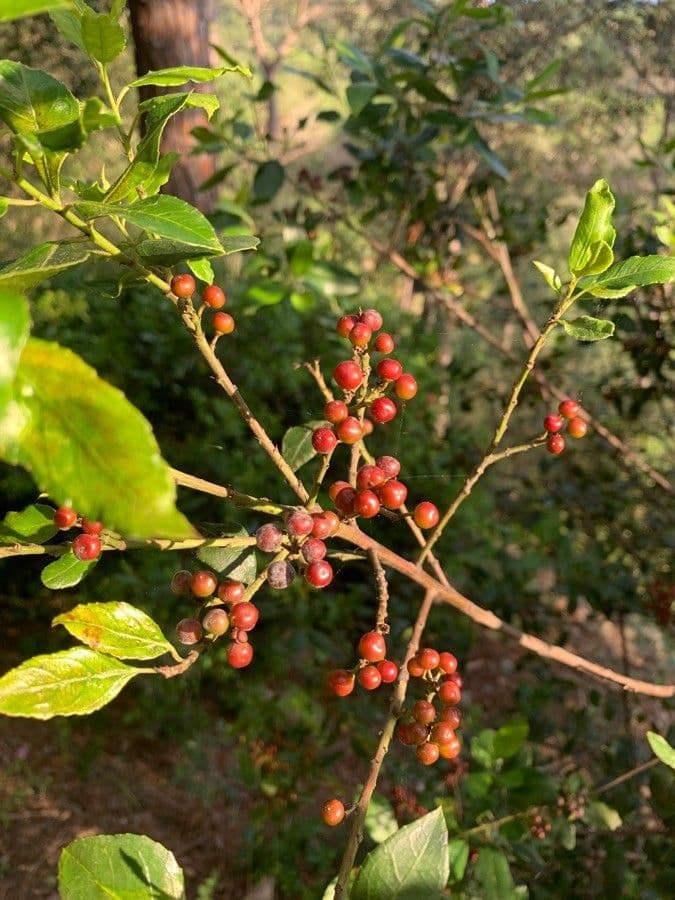 Mosquitoxylum