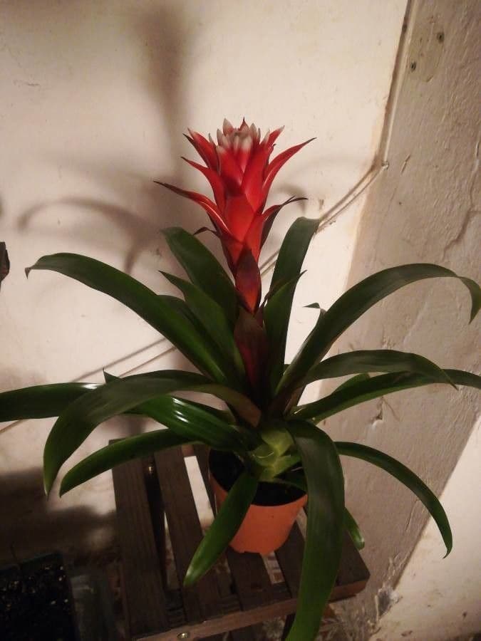Guzmania monostachia 11