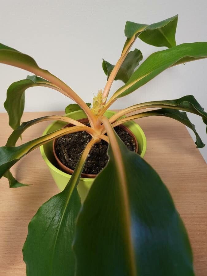 Chlorophytum 8