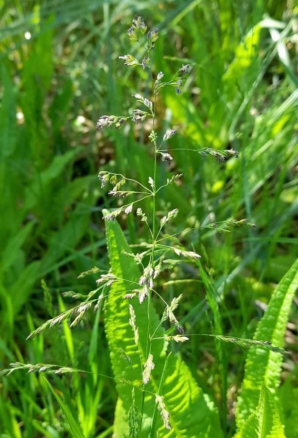Poa 2