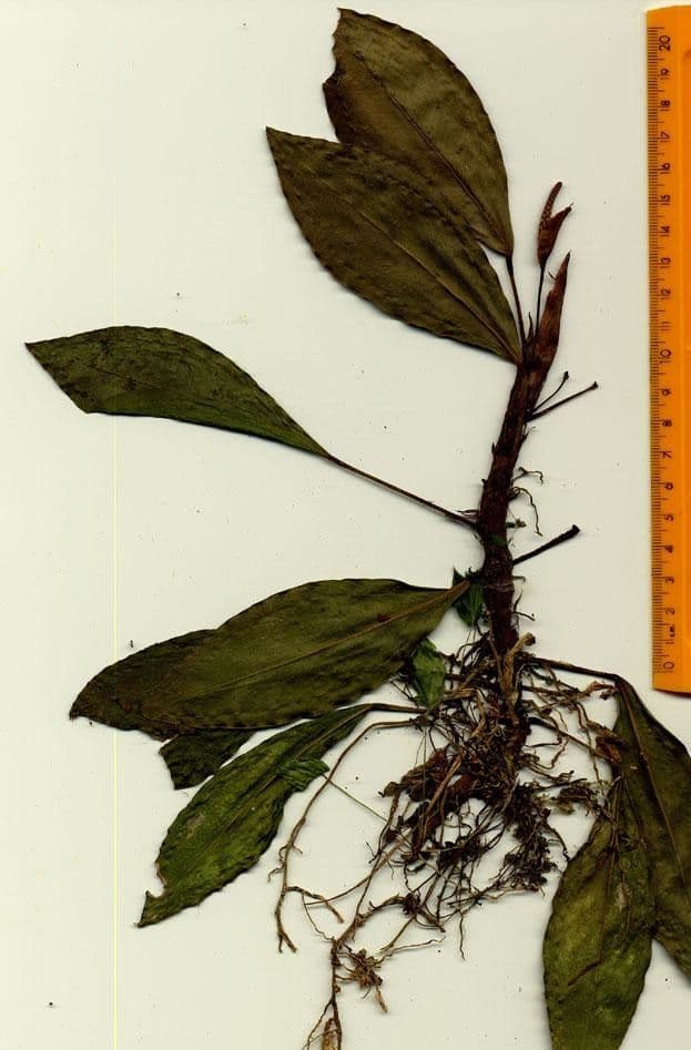 Anthurium 20