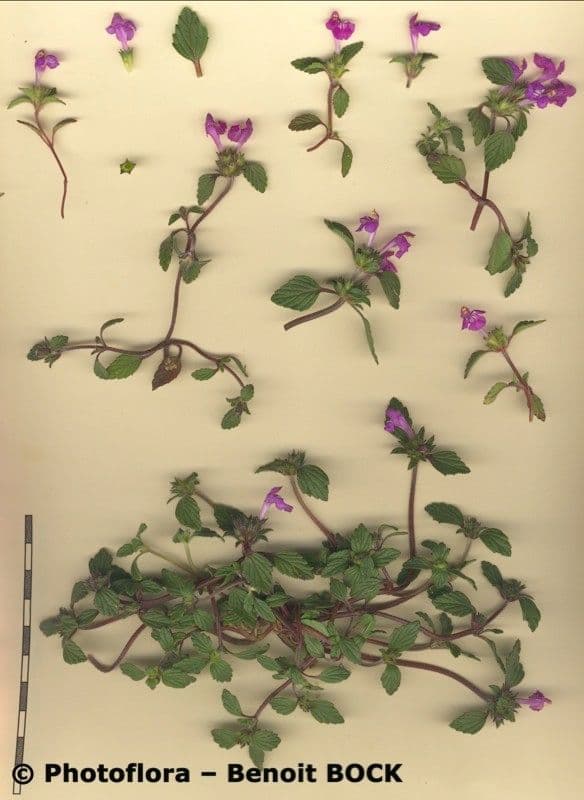 Canapetta pirenaica 18