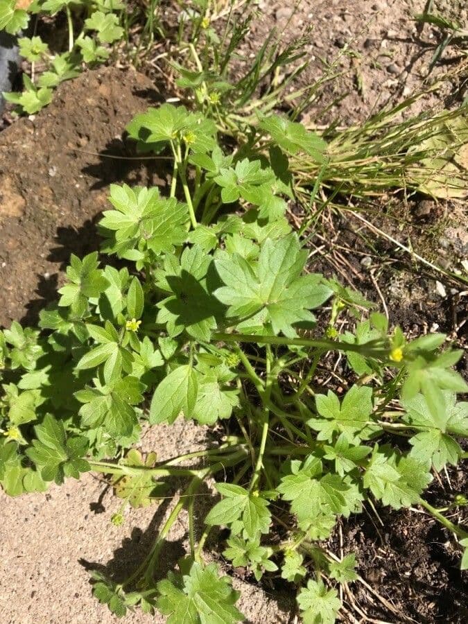 Ranunculus parviflorus 19