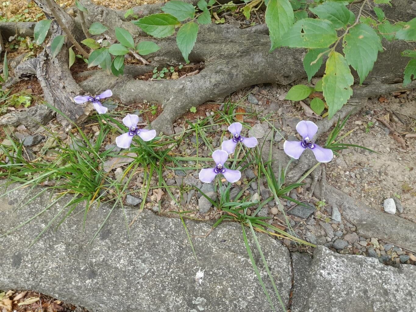 Herbertia lahue 10