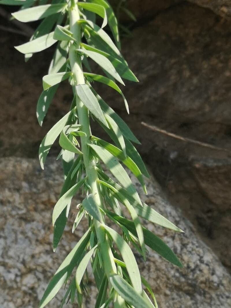 Schmalblättriges Leinkraut 19