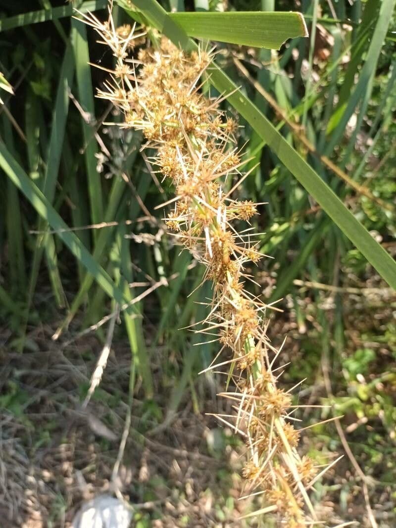 Lomandra 6