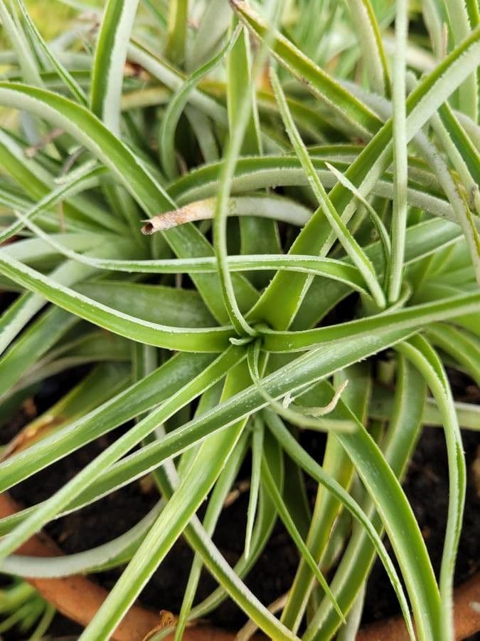 Hechtia
