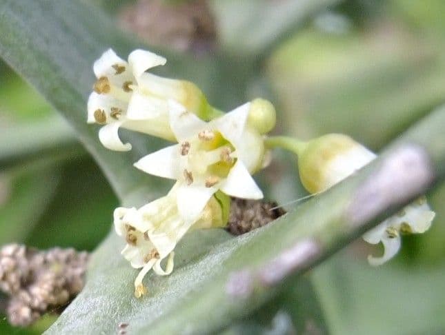 Colletia 6