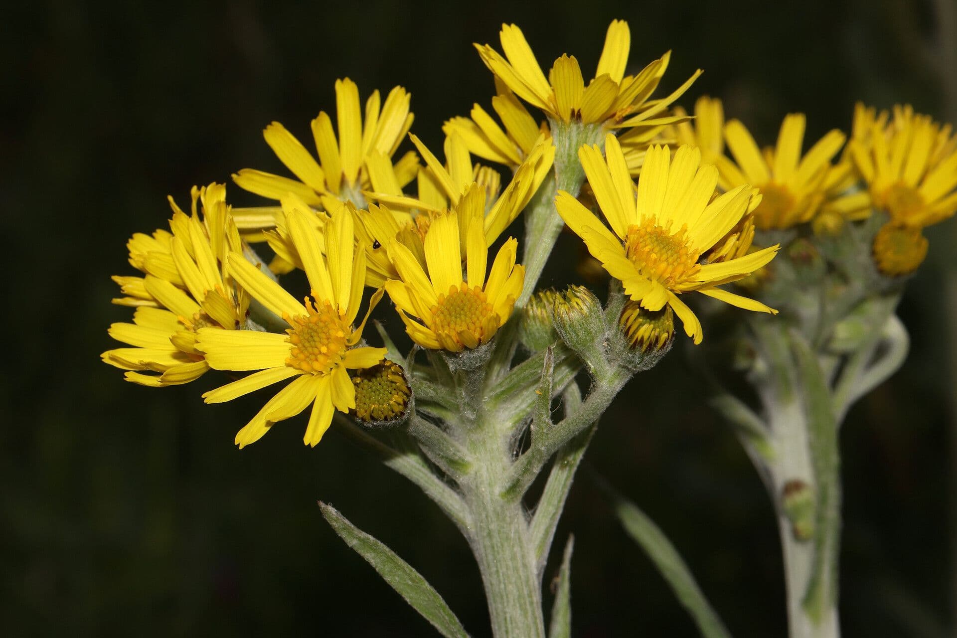 Tephroseris 2