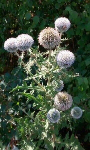 Great globe thistle 13