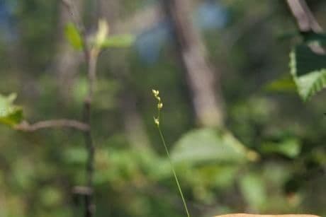 Carex disperma