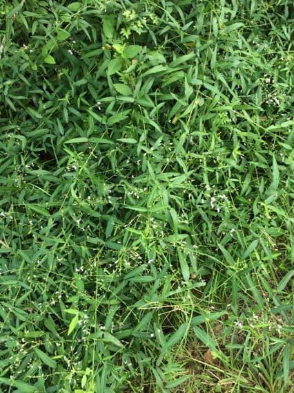 Desmodium paniculatum 12