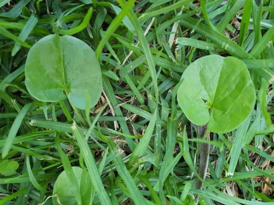 Dichondra a fiore piccolo 12