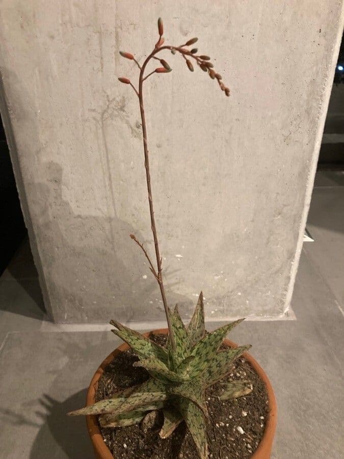 Aloe rauhii 6