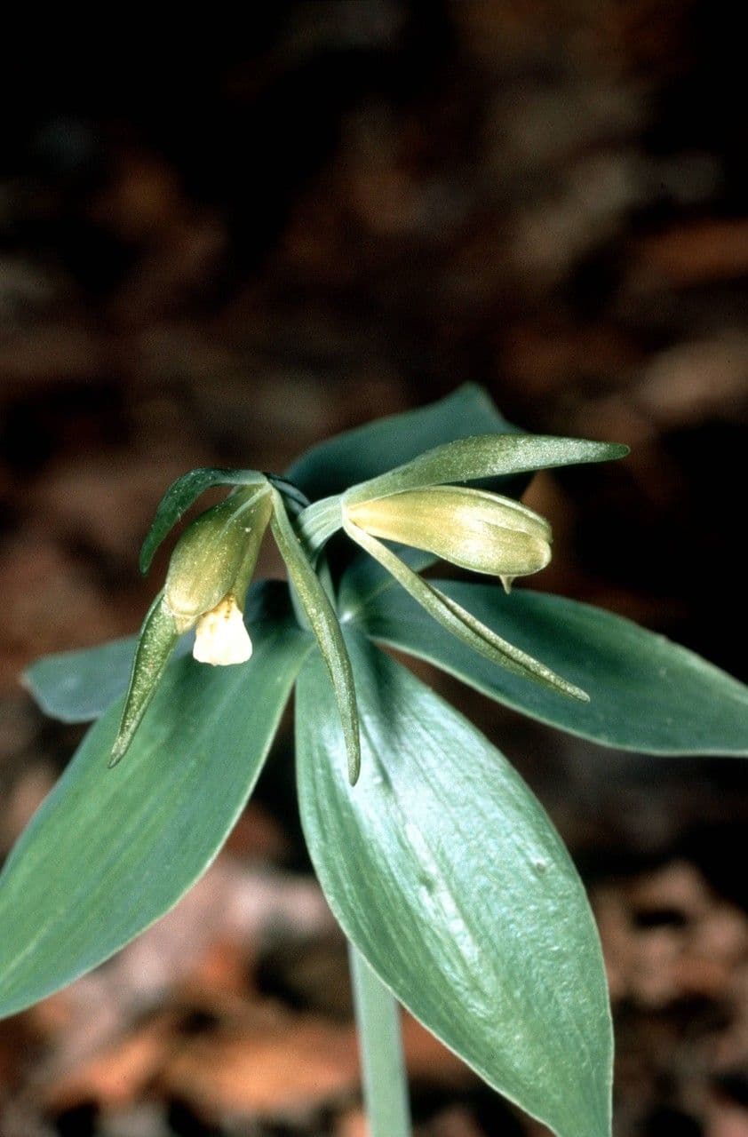 Storczyca mentejska 2