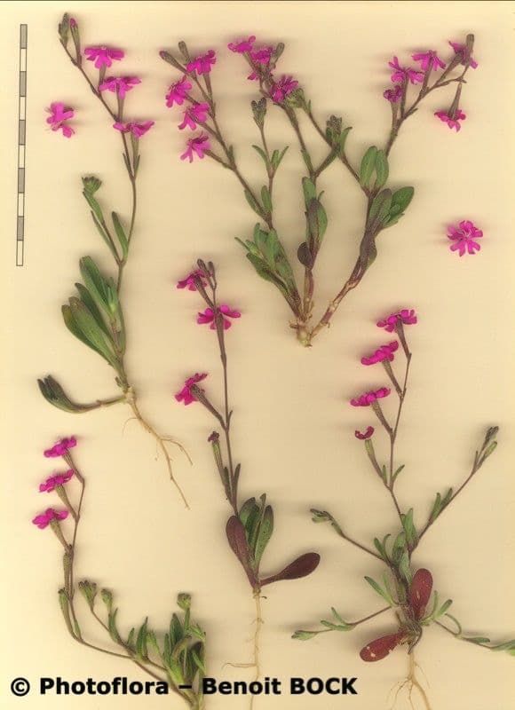 Silene 24